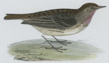 RED-THROATED PIPIT