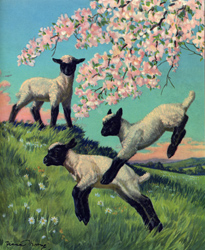 The lambs jump and play
