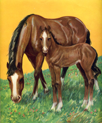 The little colt stays near his mother
