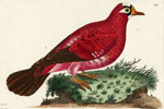 449 Crimson Pigeon