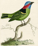 537 Collared Tanager