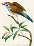 150 Blue-bellied Finch