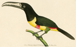 The Red-banded Toucan