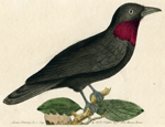 The Purple-throated Fly-catcher
