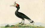 The Great Hornbill, or Rhinoceros-Bird