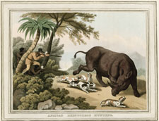African Rhinoceros Hunting