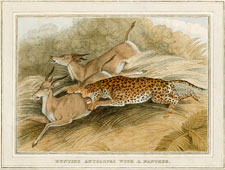 Hunting Antelope with a Panther