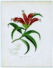 AEschynanthus parasitica