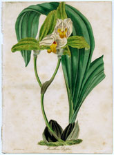 Maxillaria Deppei