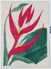Heliconia braziliensis