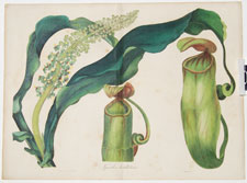 Nepenthes distillatoria