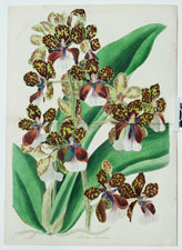 Oncidium Lanceanum