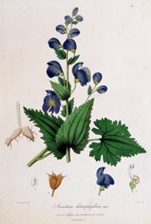 Aconitum heterophyllum