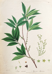 Plate 24 Eurya acuminata