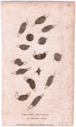 Cercaria Mutabilis