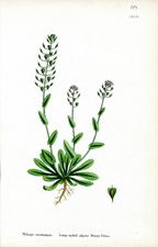 Long-styled Alpine Penny-cress