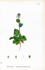 Speedwell-leaved Whitlow-grass