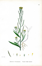 Treacle hedge-mustard