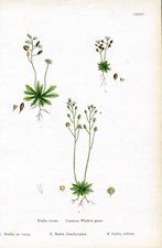 Common Whitlow-grass