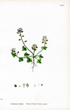 Hastate-leaved Scurvy-grass