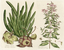 Carrion Flower, Spiroea