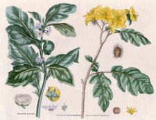 American Nightshade, Solanum Inerme