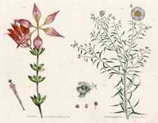 Philadelphia Lily and Flax