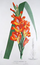Gladiolus Gandavensis