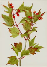 Cranberrybush