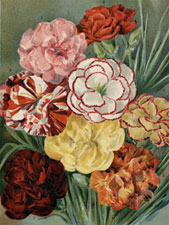 Carnations and Picotees