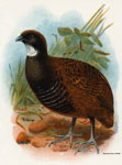 Black-breasted Partridge