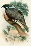 Common Koklass Pheasant