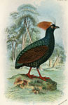 Red-crested Wood Partridge