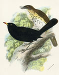 Song Thrush, Blackbird