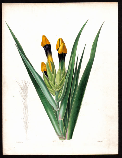 Paxton's Magazine of Botany (1834-1849)