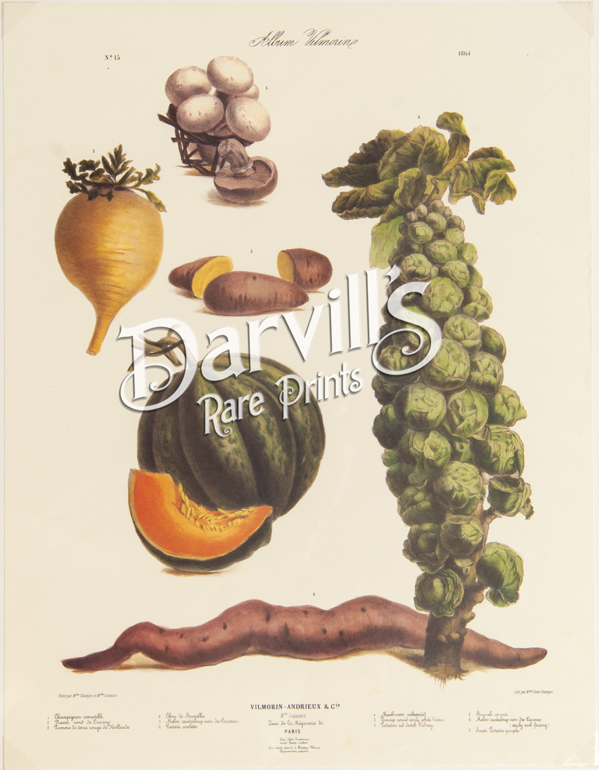 Vegetables Illustration Vintage Print 4 - Vilmorin (VP1088