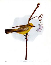 BLUE-WINGED YELLOW WARBLER