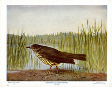 GRINNELL'S WATER THRUSH