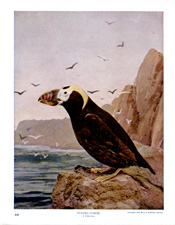 TUFTED PUFFIN