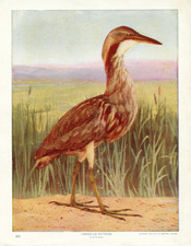 AMERICAN BITTERN