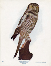 AMERICAN HAWK OWL