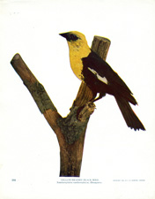 YELLOW-HEADED BLACK BIRD