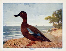 CINNAMON TEAL [DUCK]