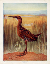 CLAPPER RAIL