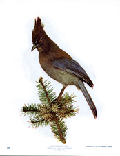 LONG-CRESTED JAY