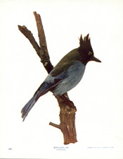 STELLAR'S JAY