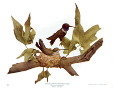 BLACK-CHINNED HUMMINGBIRD