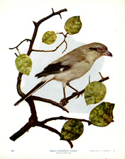 GREAT NORTHERN SHRIKE