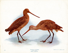 MARBLED GODWIT