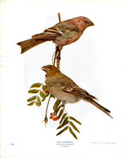 PINE GROSBEAK